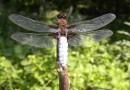 Libellula depressa male ©  S. Beshkov